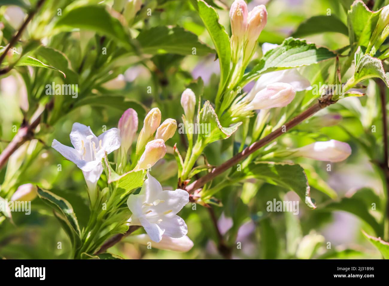White pink flowers of Weigela Florida Variegata in spring. Floral