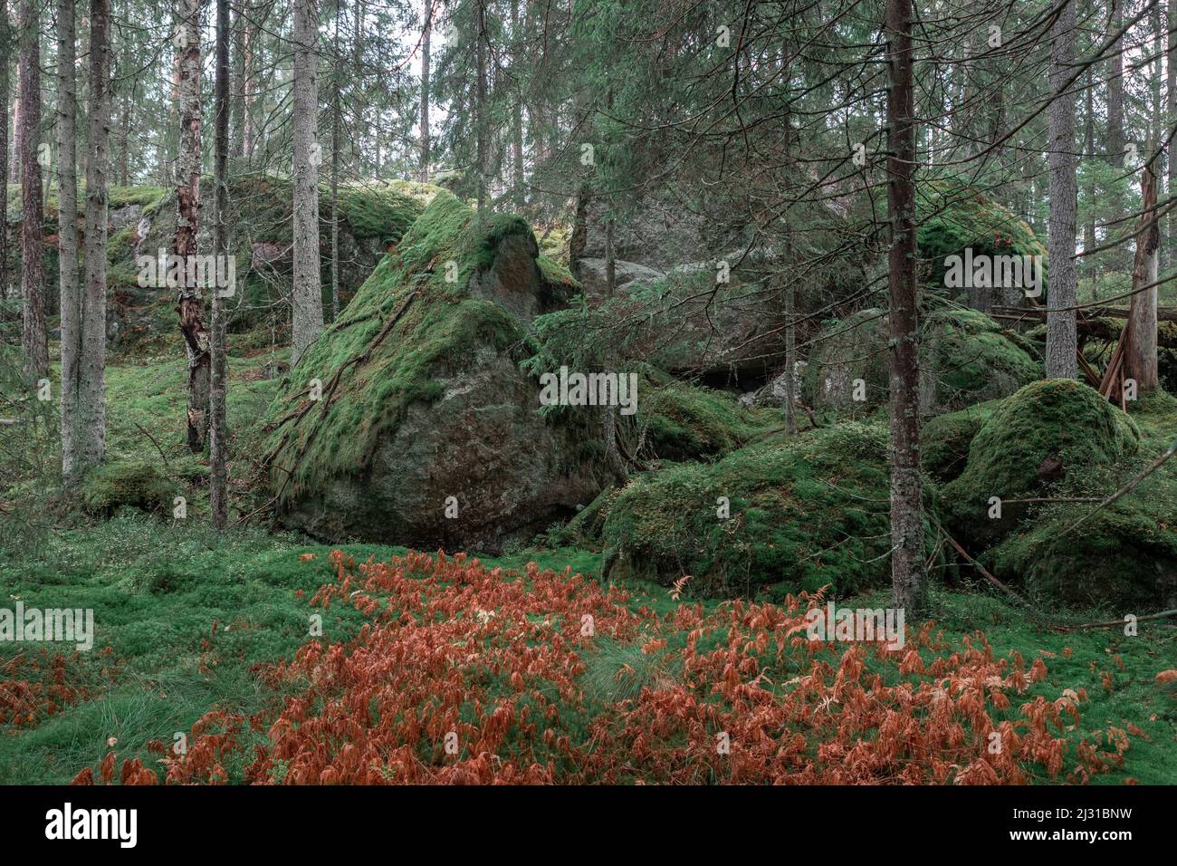 Boulders covered with green moss in the forest in Tiveden National Park in Sweden Stock Photo