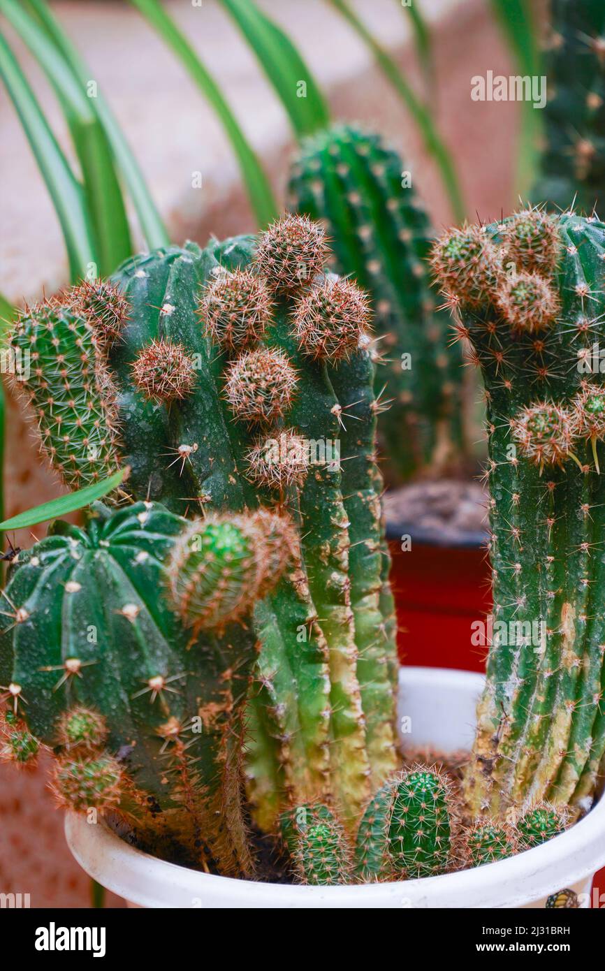 Echinopsis cactus with offshoots of babies or pups. Echinopsis calochlora. Selective focus Stock Photo