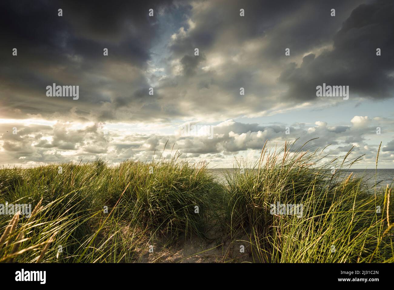 Dune grass and sand dunes under rain clouds at the North Sea, Schillig, Wangerland, Friesland, Lower Saxony, Germany, Europe Stock Photo