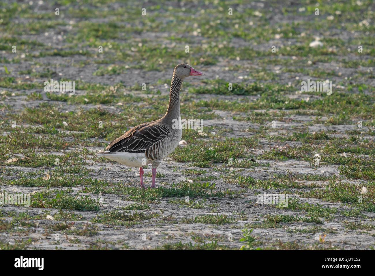 Greylag goose in the Seewinkel National Park on Lake Neusiedl in Burgenland, Austria Stock Photo