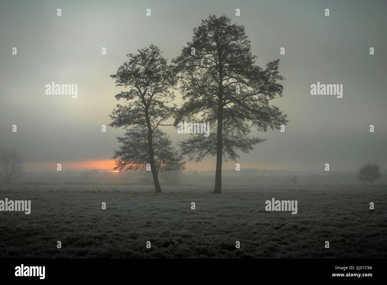 Trees on a field in frost and fog at sunrise, Etzel, East Friesland, Lower Saxony, Germany, Europe Stock Photo