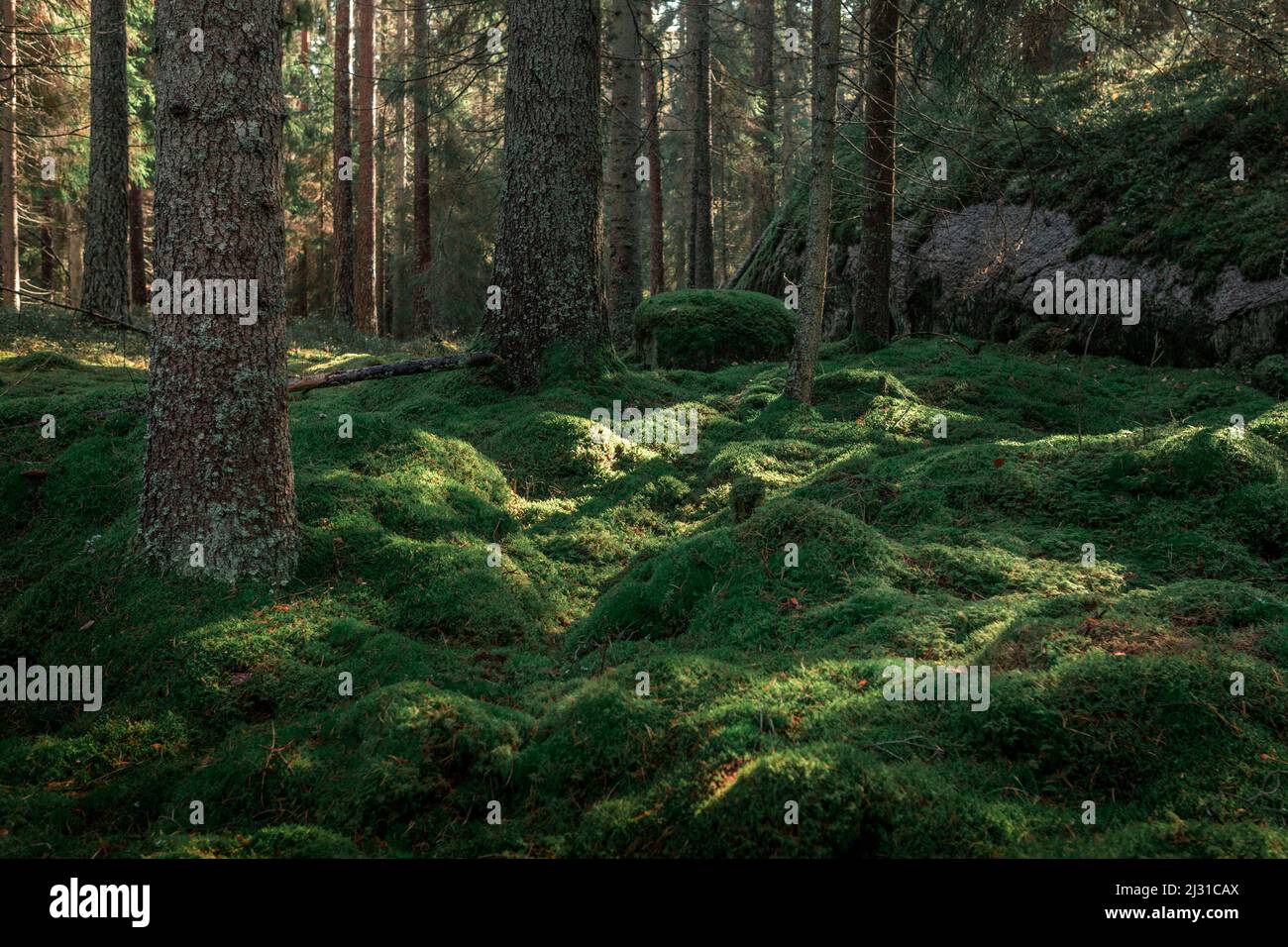 Moss soil in the forest of Tiveden National Park in Sweden Stock Photo