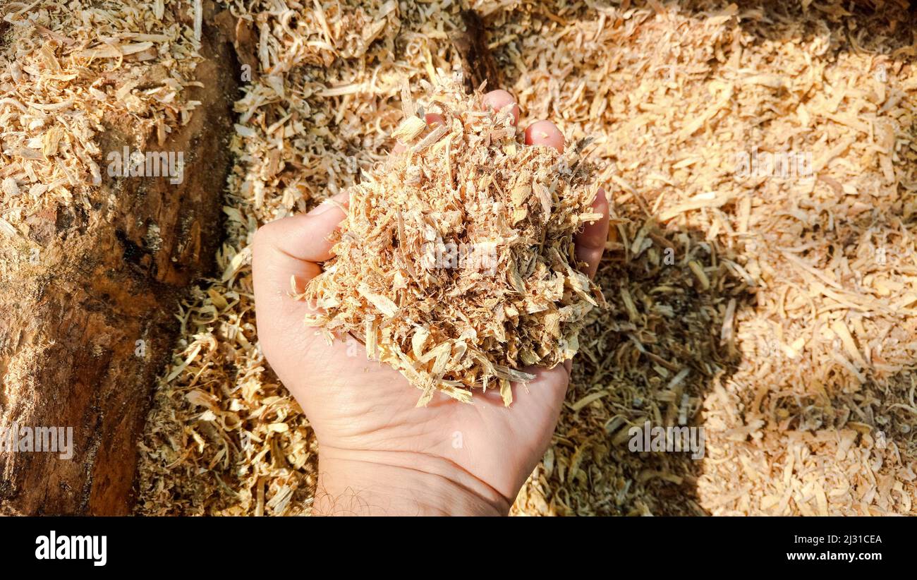 Sawdust of the hardwood in the human hand and the sawdust background