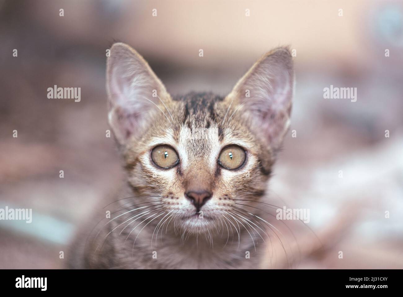 Close up a face of the tabby cat sitting Stock Photo - Alamy