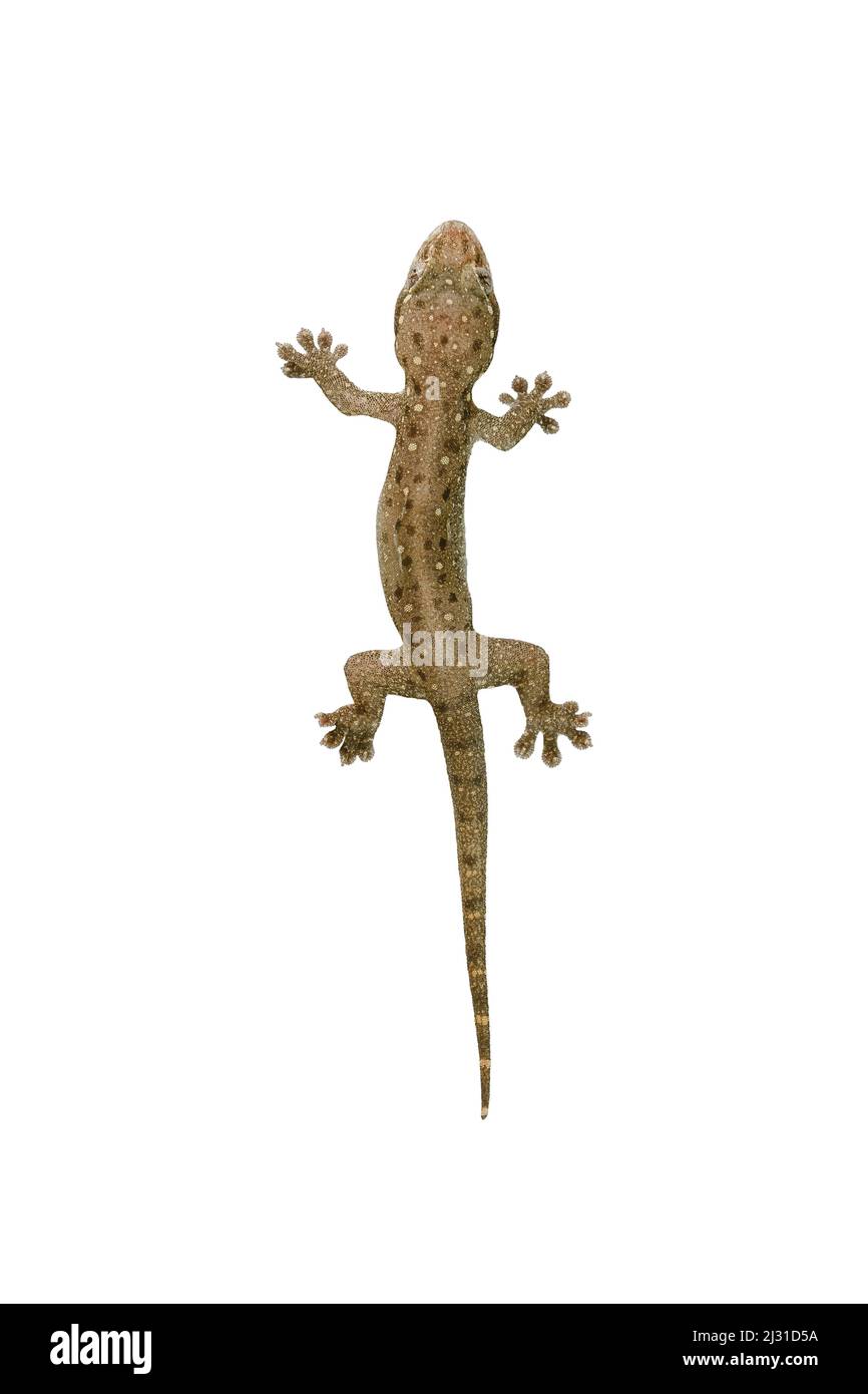 House lizard is isolated with brown polka dots on white background and