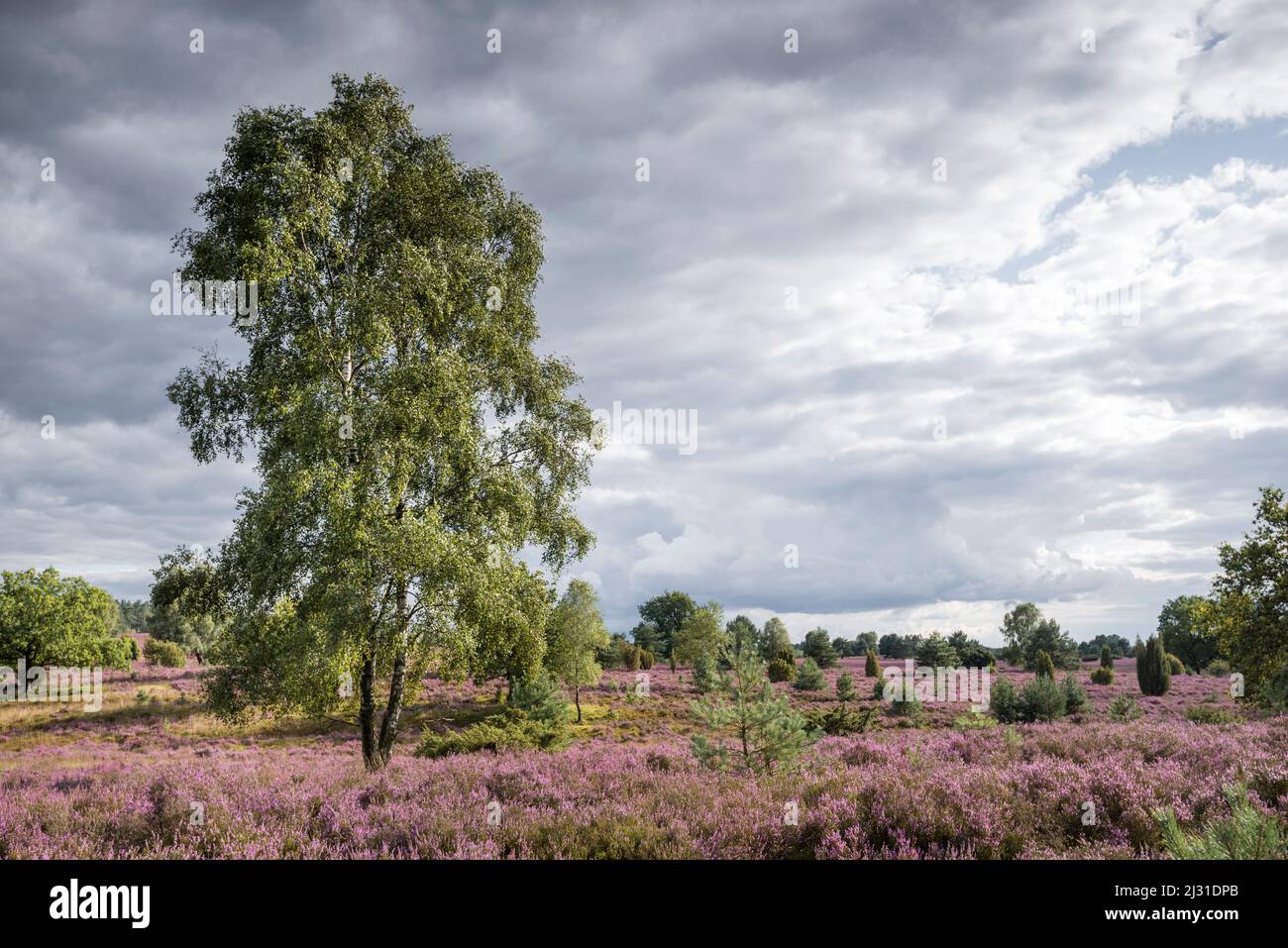Lüneburg Heath near Wilsede, Lower Saxony, Germany, Europe Stock Photo