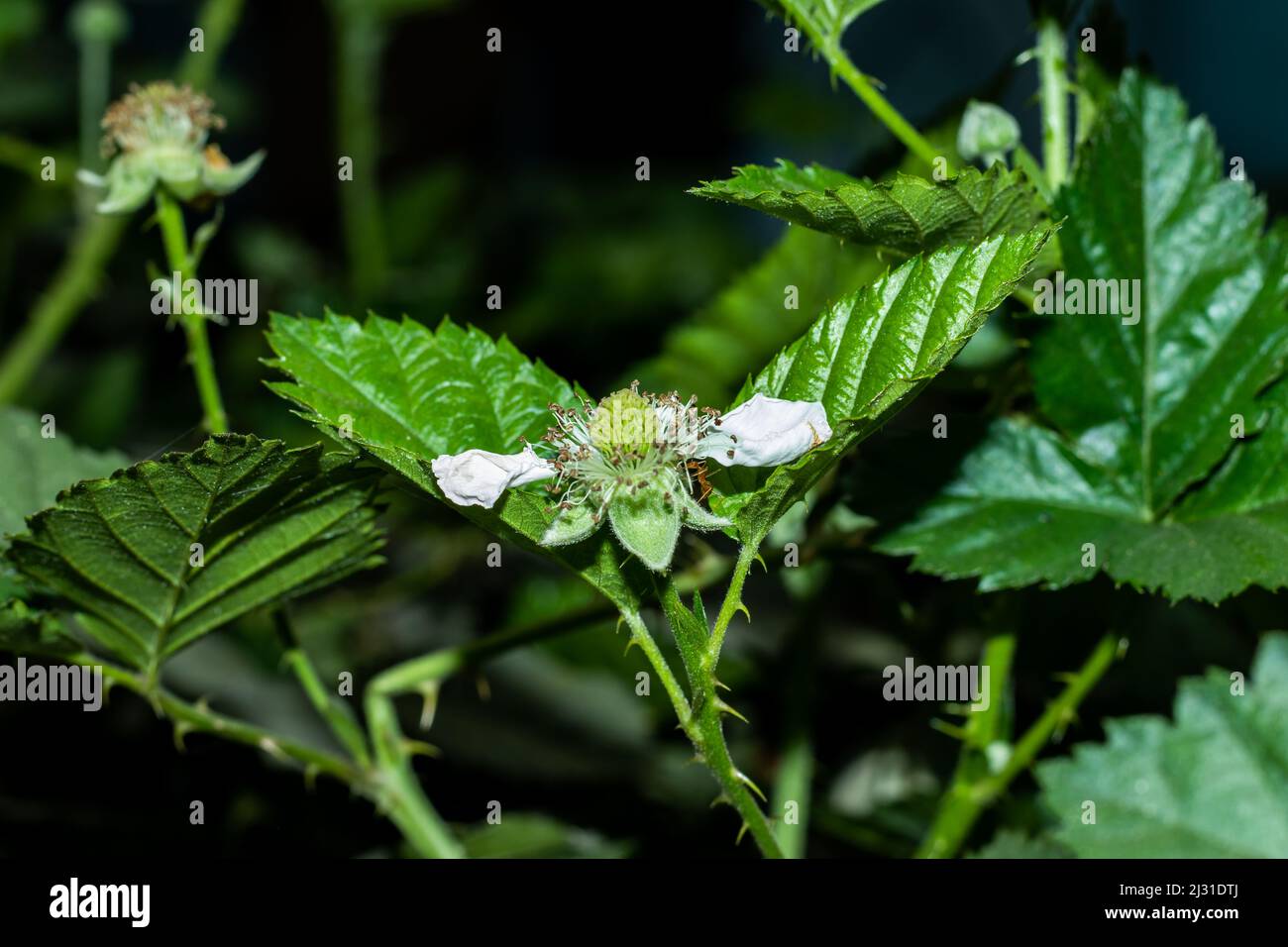 Blackberry white flowers are three-quarters of an inch long, and they bloom and bear fruit continuously between June and September Stock Photo