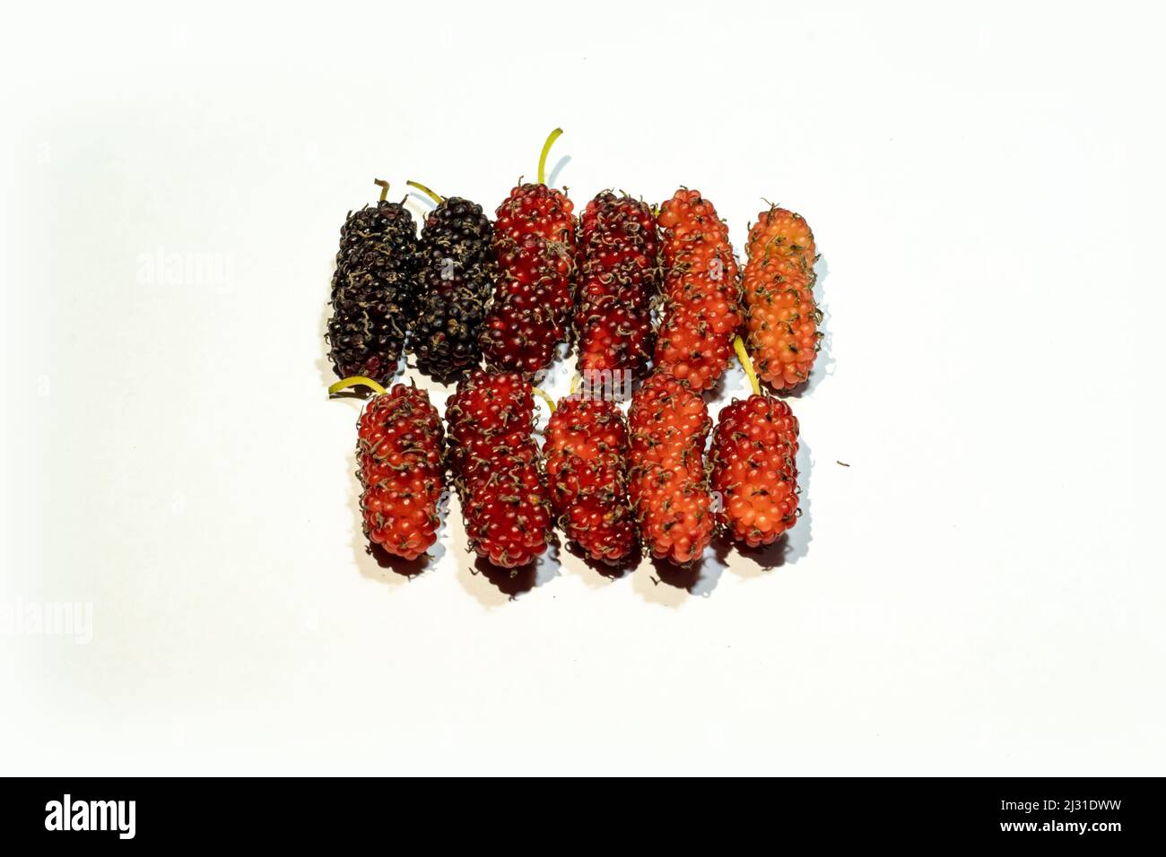 Morus alba or mulberries on white background. Black mulberries are the fruit of a small spreading tree. Superficially, black mulberries look like dark Stock Photo