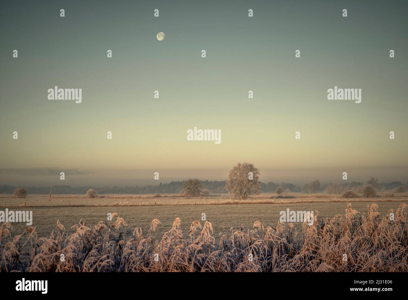 Moon over field in frost and fog, Etzel, East Friesland, Lower Saxony, Germany, Europe Stock Photo