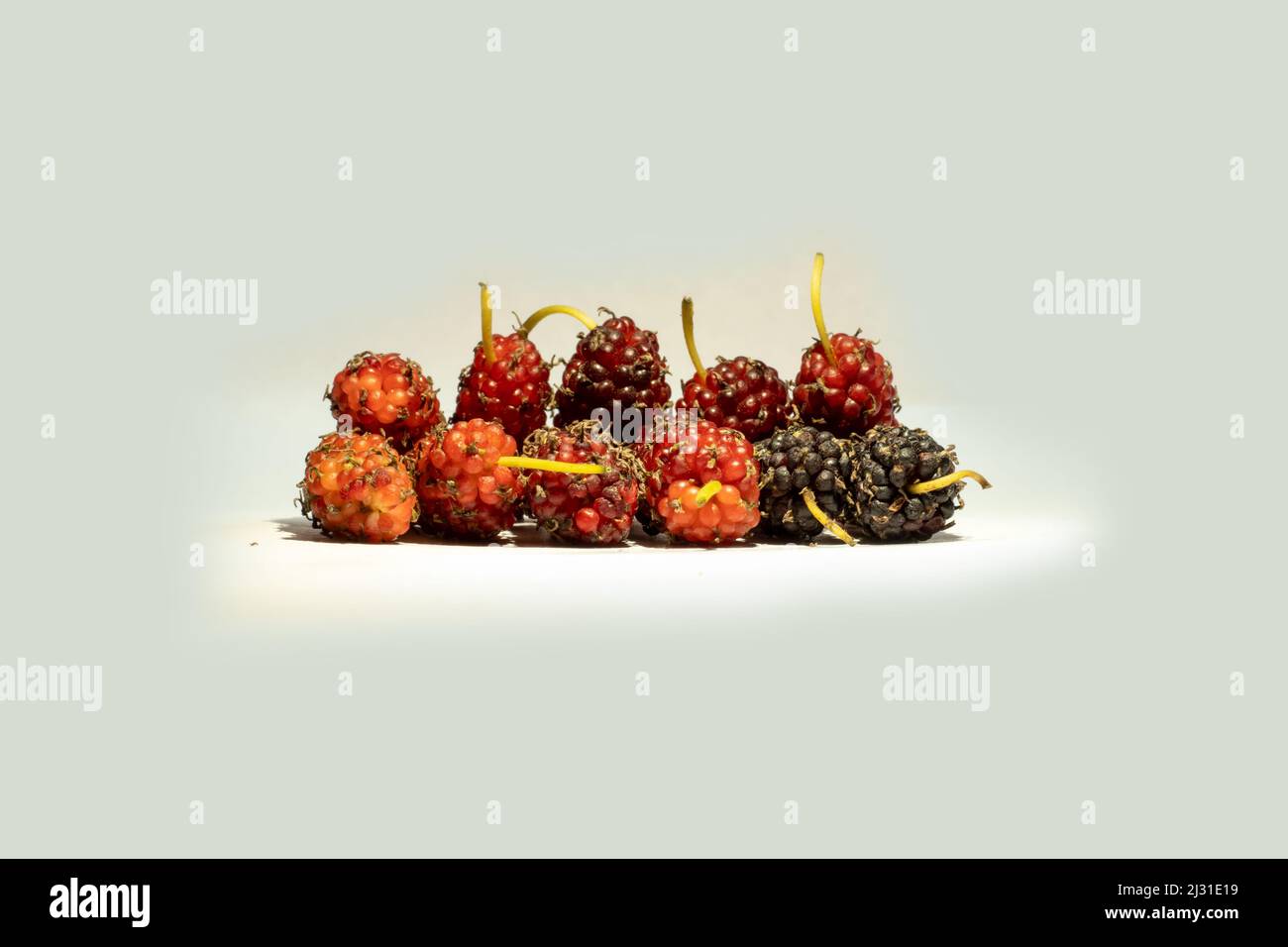 White to red-colored fruits of the mulberry tree resemble blackberries. Morus alba or mulberries on white background. Black mulberries are the fruit o Stock Photo
