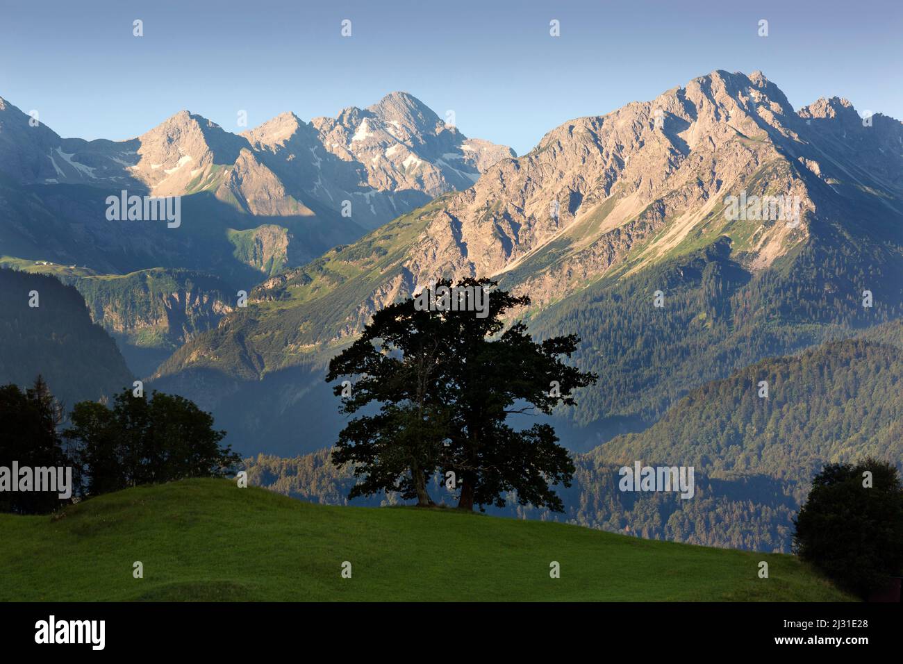 Sycomore Tree Germany Sycamore maple, Allgäu Alps, near Oberstdorf, Allgäu, Bavaria, Germany ...