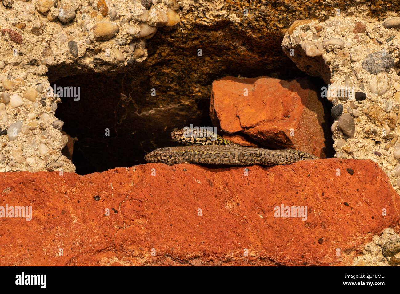 Two wall lizards in the warm evening light. Stock Photo