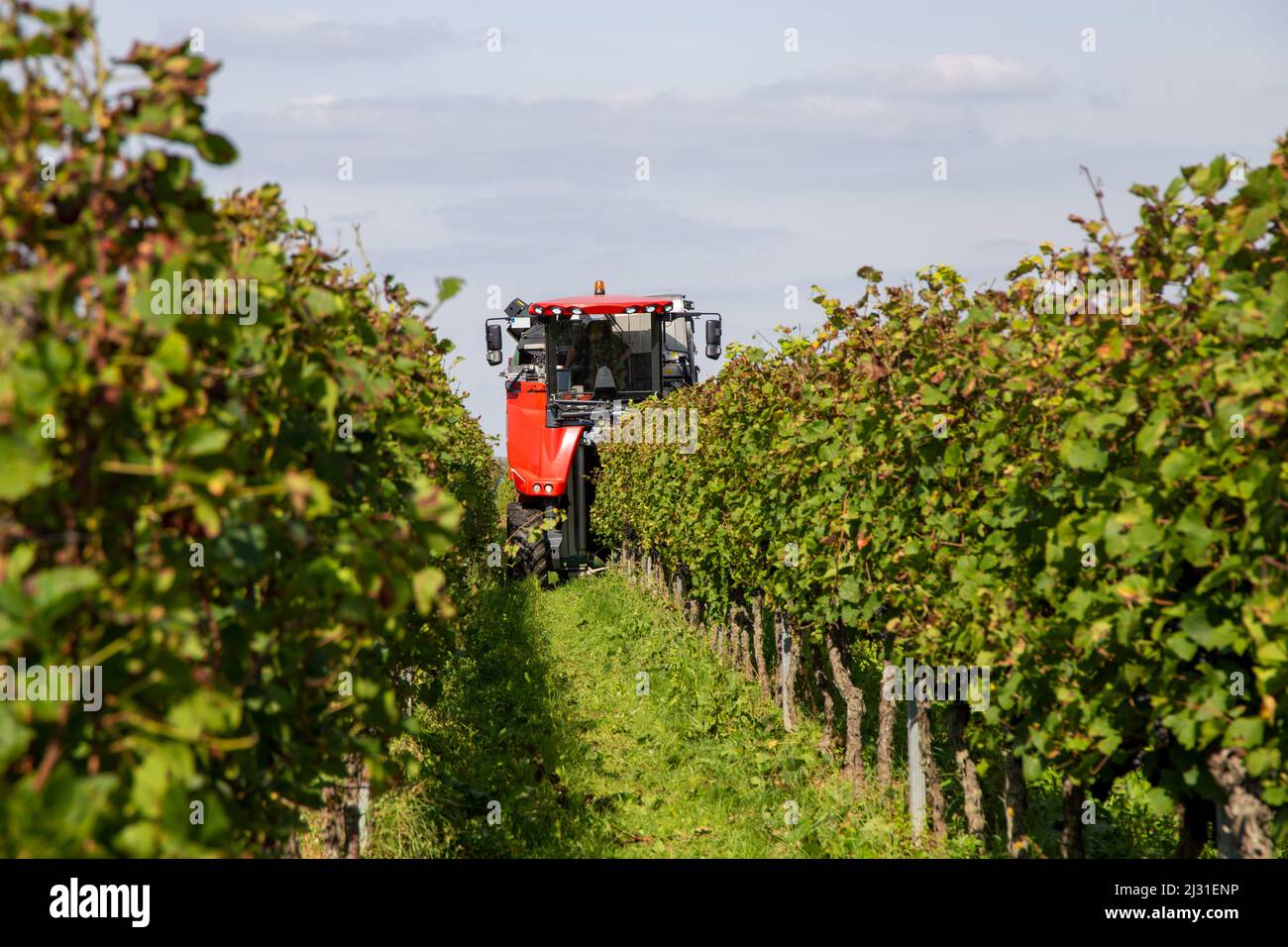 Grape harvest of red wine grapes (Germany Stock Photo Alamy