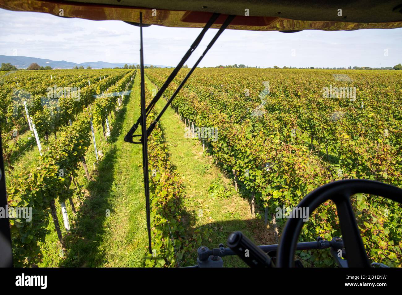 Grape harvest of red wine grapes (Germany Stock Photo Alamy