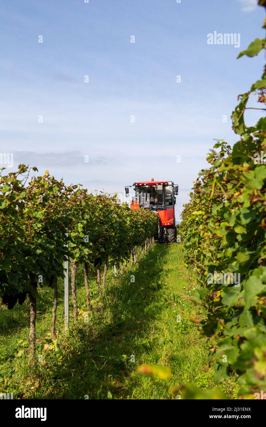 Grape harvest of red wine grapes (Germany Stock Photo Alamy