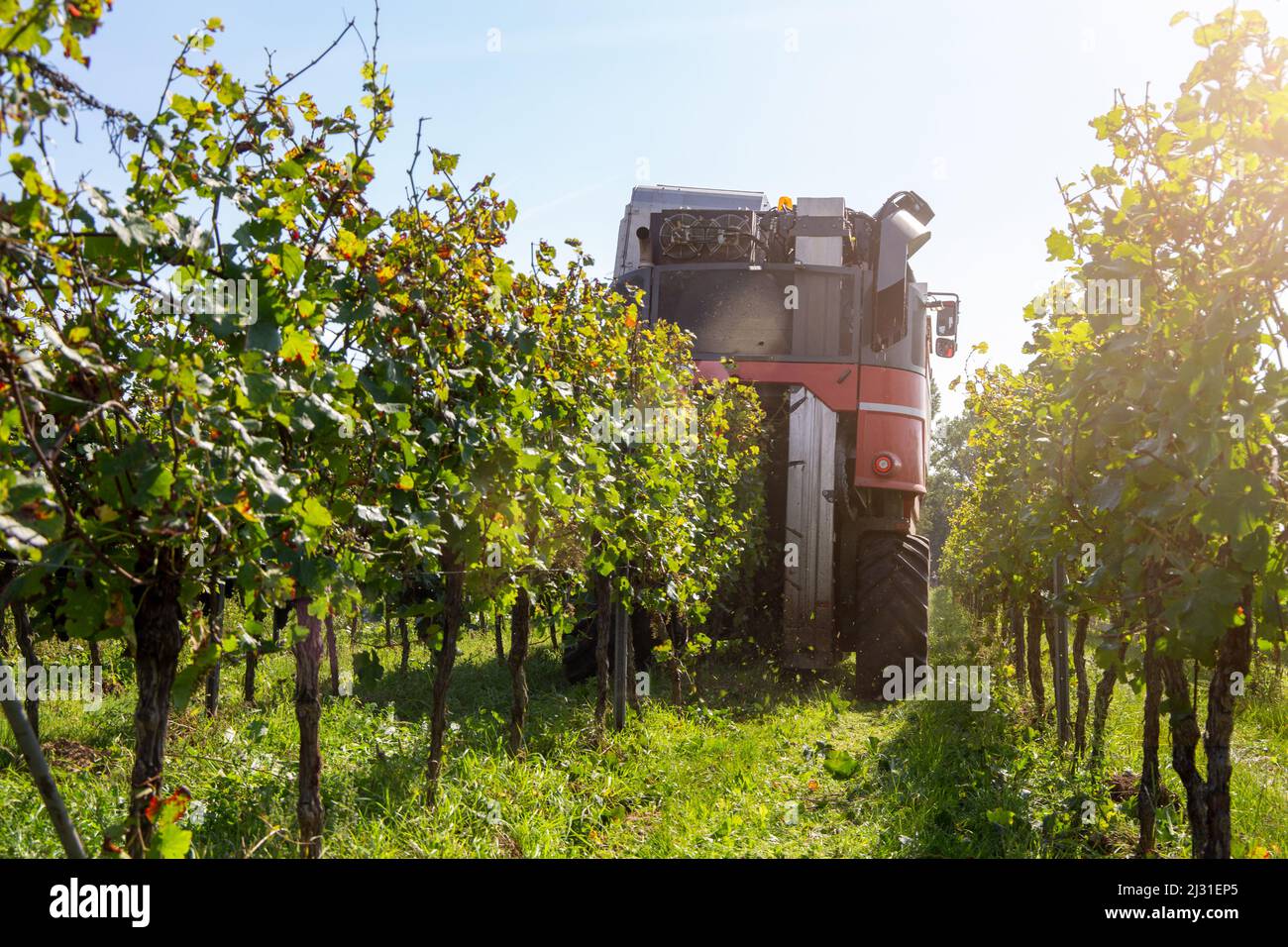 Grape harvest of red wine grapes (Germany Stock Photo Alamy