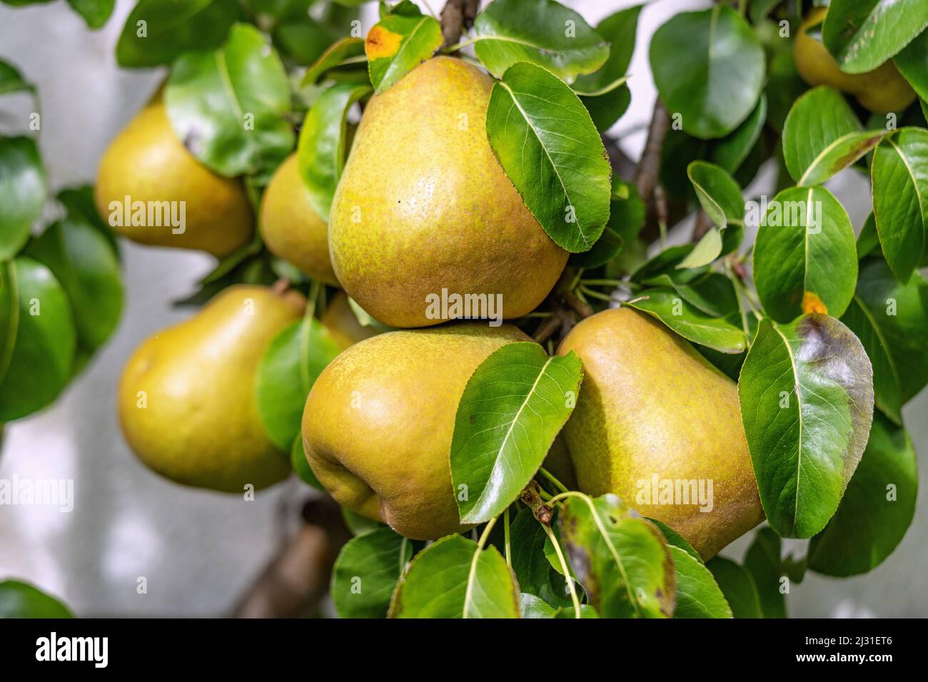 Trellis pears, ripe Stock Photo