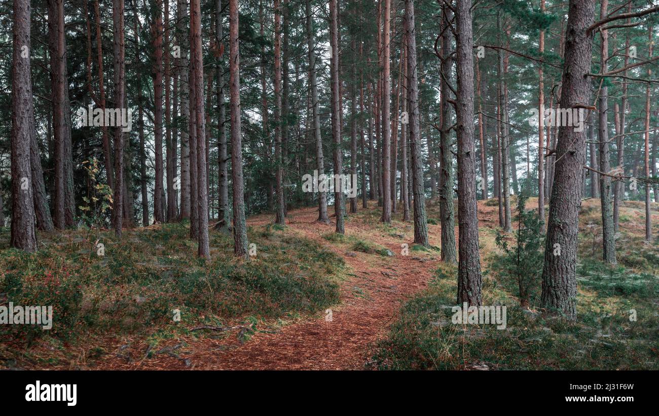 Path through forest near Tyresta National Park in Sweden Stock Photo