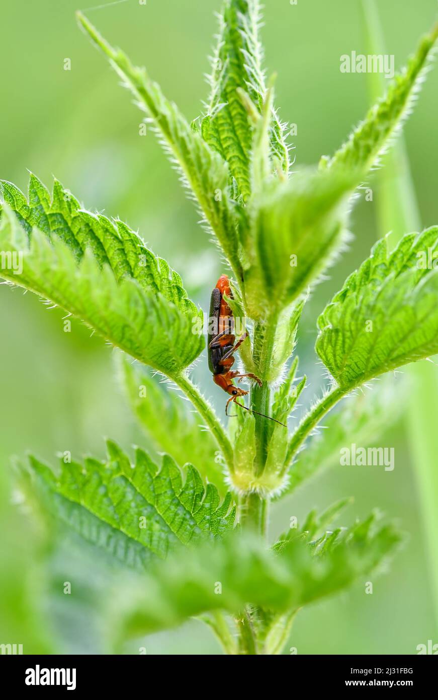 soldier beetle - Cantharis fusca, small beautiful beetle from European meadows and grasslands, Czech Republic. Stock Photo