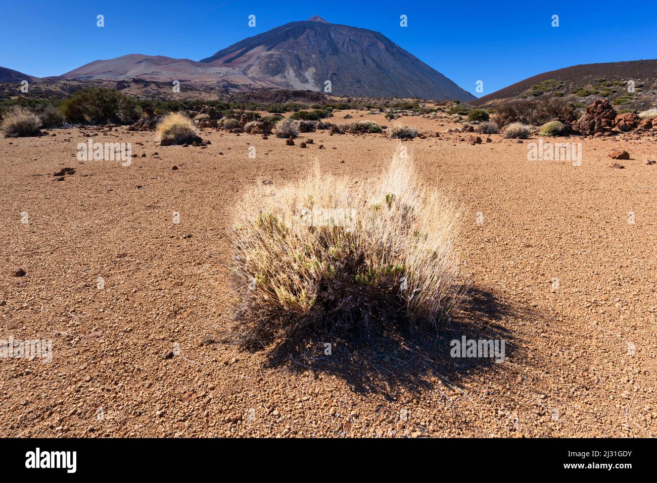 El Teide National Park, behind it the Pico del Teide, 3715m, World Heritage Site, Tenerife, Canary Islands, Spain, Europe Stock Photo