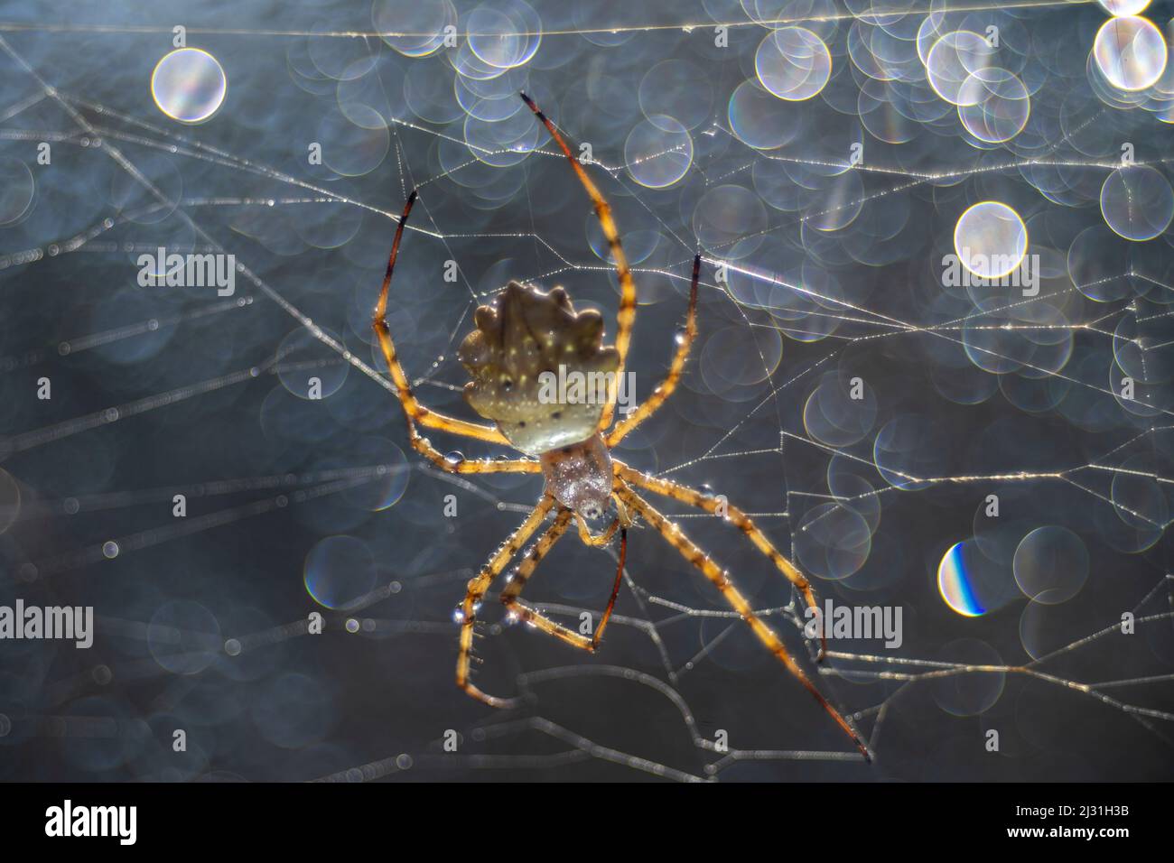 Spider Argyope Lobata in the spider web, hiker observes wasp