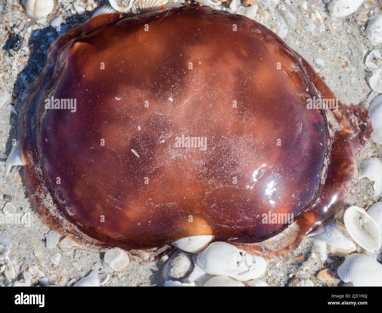Red jellyfish (Crambione mastigophora) stranded on 80 Mile Beach, Western Australia Stock Photo