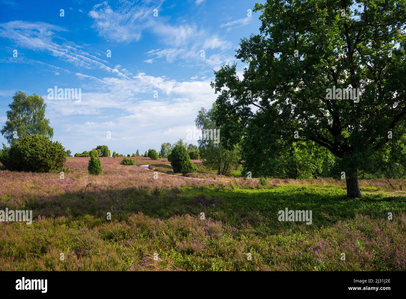 Blooming heather and juniper, Totengrund, Wilsede, Lüneburg Heath ...