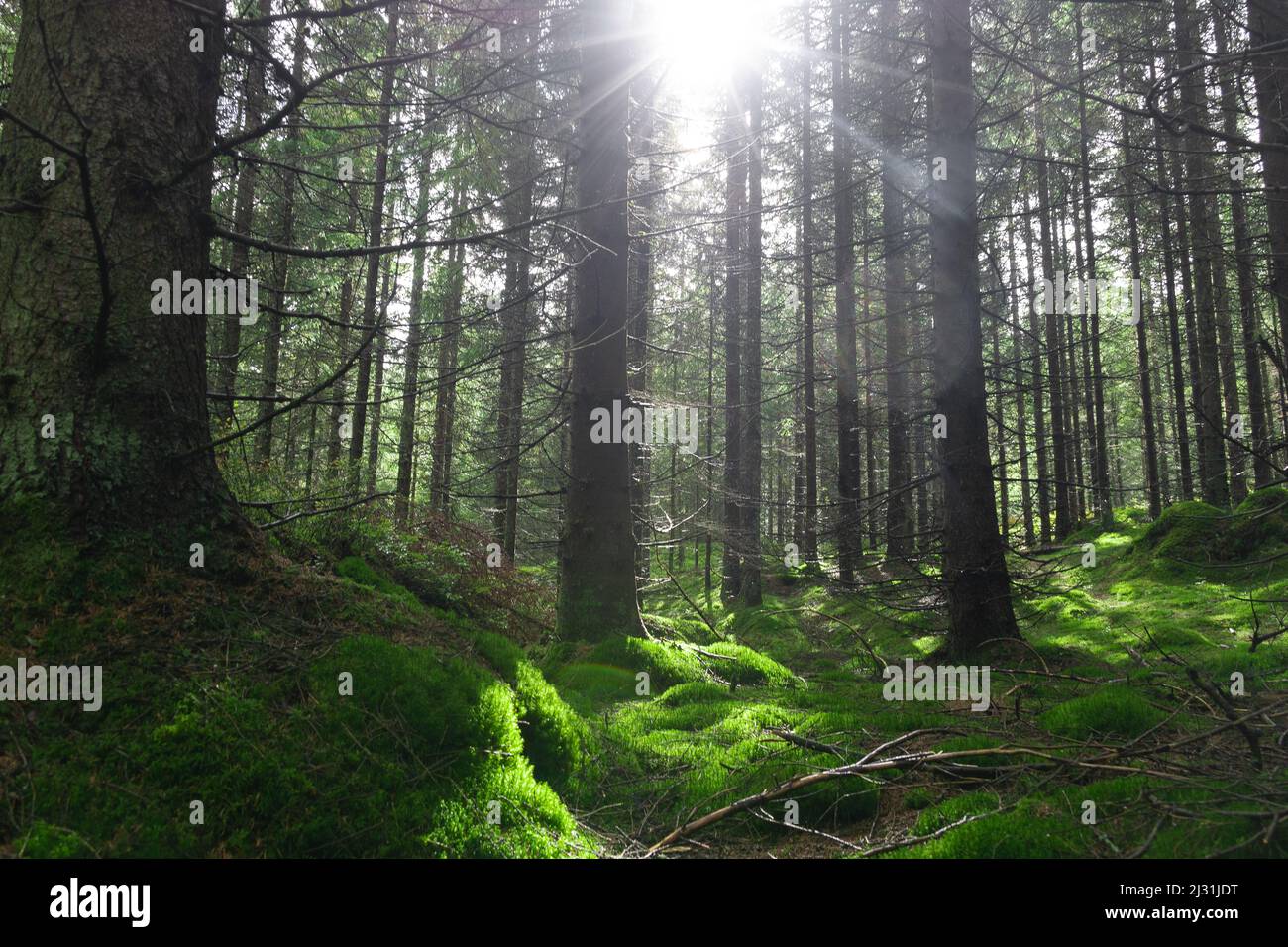 A scenic view of sun shining through tall pine trees in the forest ...
