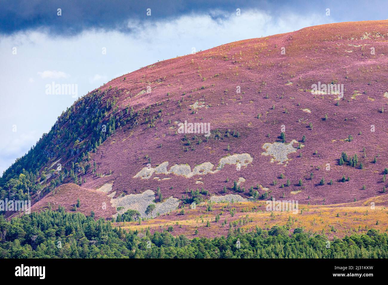 Cairngorms footpath in summer with heather in bloom, bright purple, pink, flowering heather, Highlands, Scotland, UK Stock Photo
