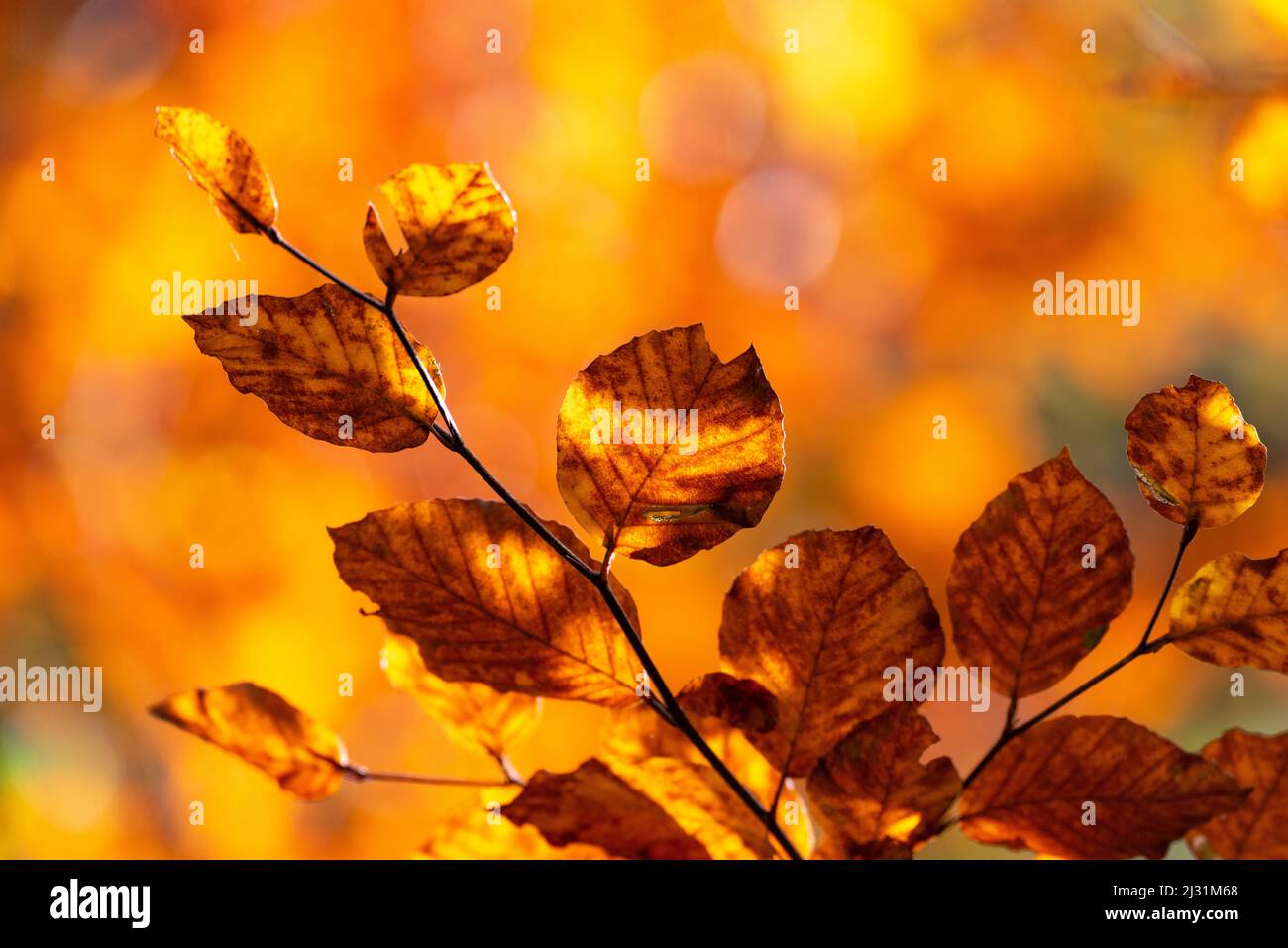 Autumn colors of leaves on a branch alternating between sun and shade, Lamstedt, Lower Saxony, Germany Stock Photo