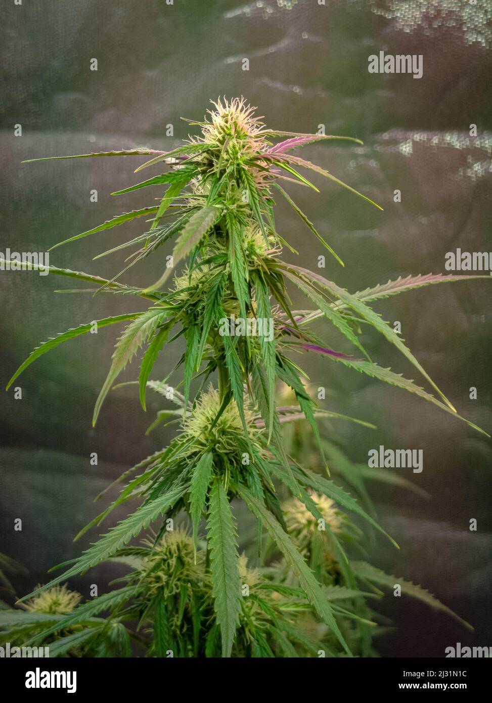 A cannabis bush with bright green leaves in a grow box Stock Photo