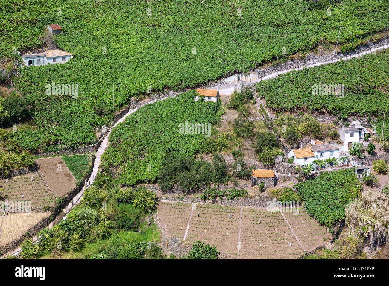 Levada do Norte; Vineyard houses at Jardim da Serra Stock Photo