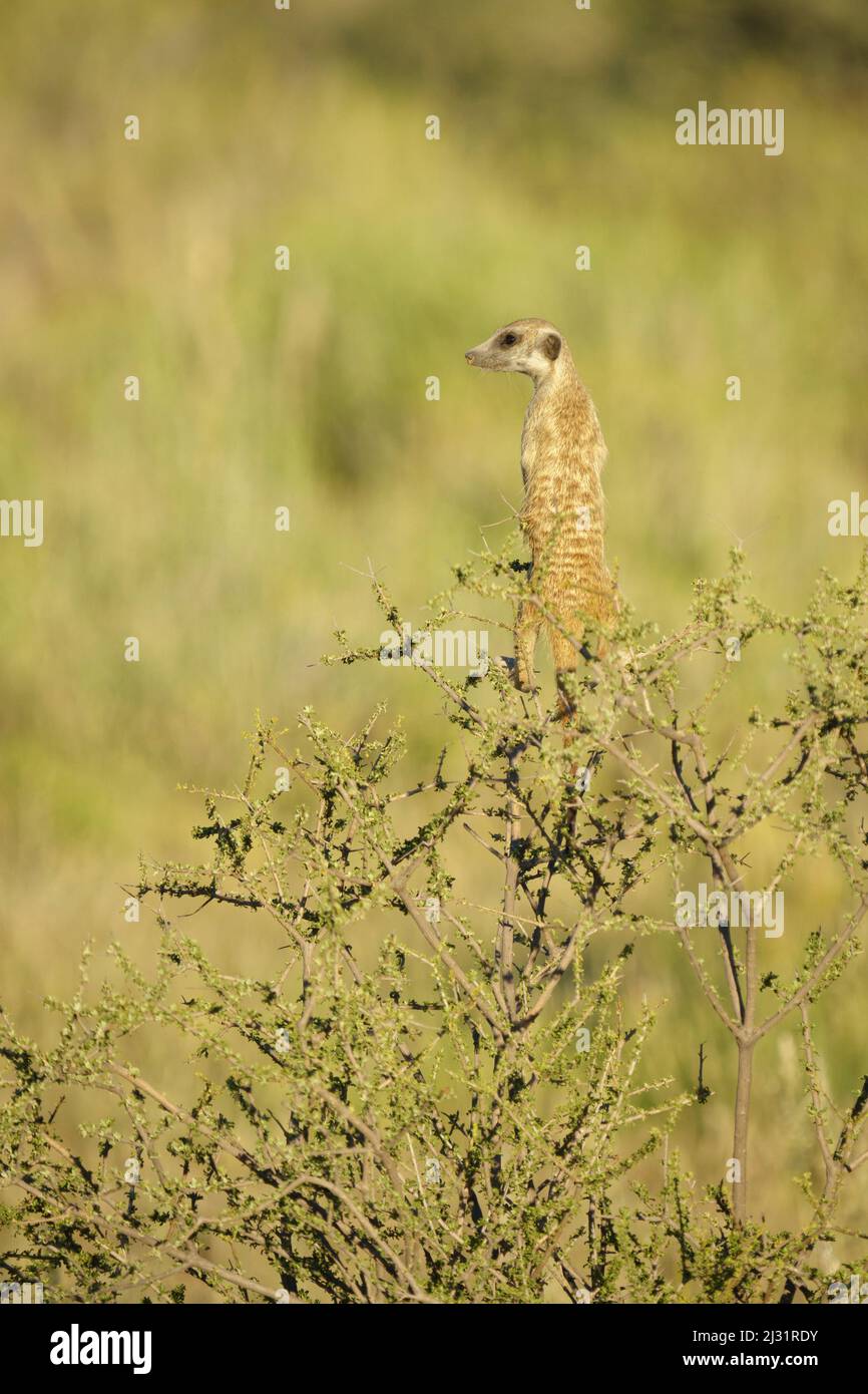 Meerkat standing up on top of branche. (Suricata suricatta) Kalahari, Kgalagadi Transfrontier Park, South Africa Stock Photo