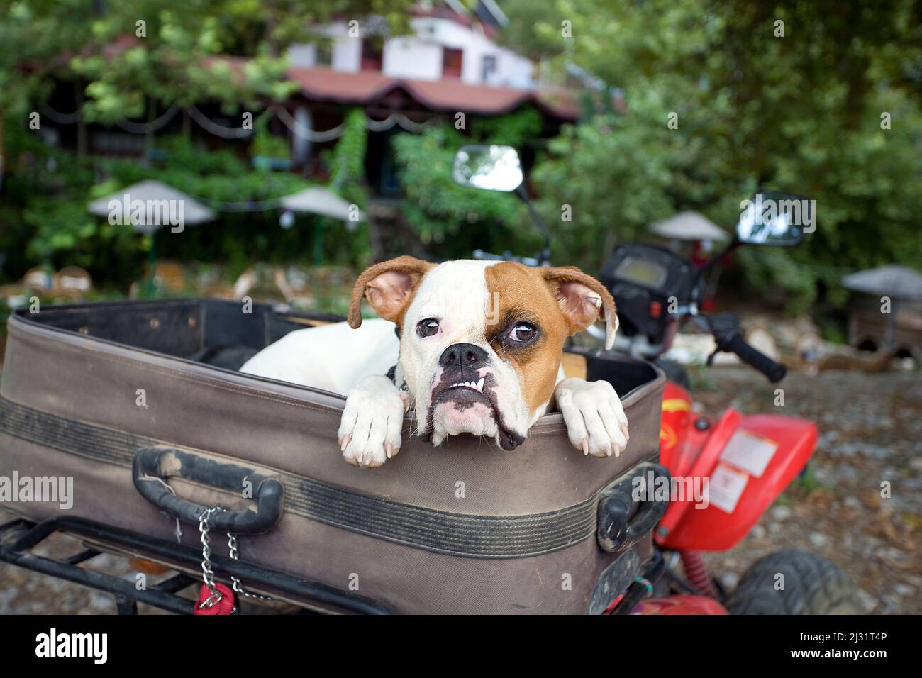 French bulldog laying in a suitcase on a quad, Adrasan, Lykia, Turkey, Mediterranean Sea Stock Photo