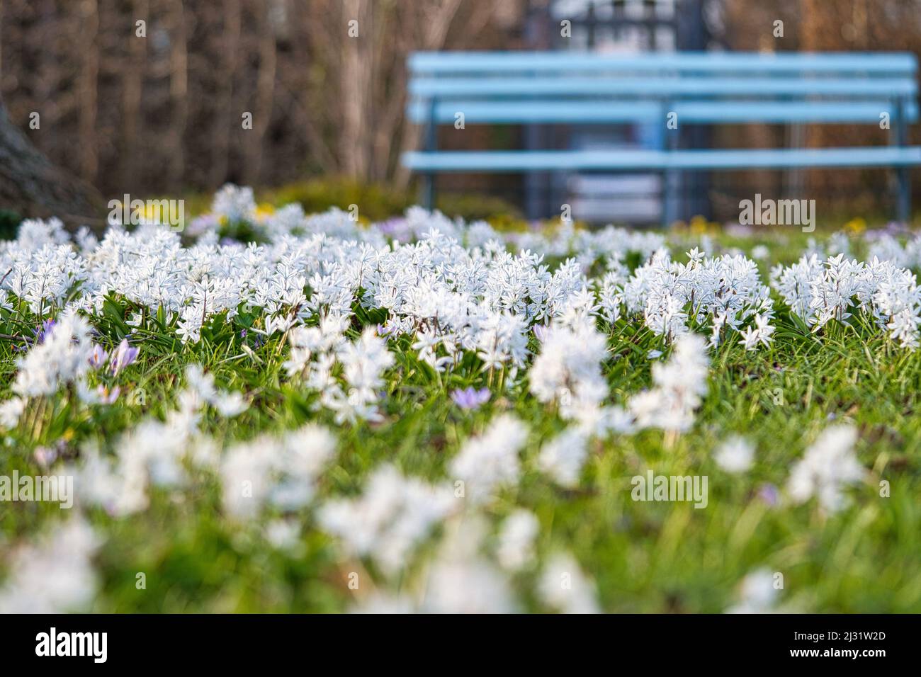 Star hyacinths are early bloomers that herald spring. White field of flowers in the park in front of a bench. They bloom at Easter time. The flower ca Stock Photo