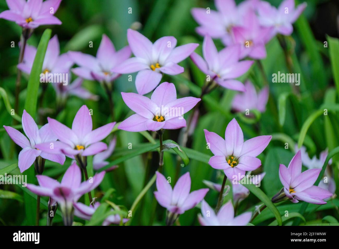 Springstar or Spring Starflower, Ipheion ‘Charlotte Bishop’, Ipheion uniflorum ‘Charlotte Bishop’. Mauve flowers in early Spring Stock Photo