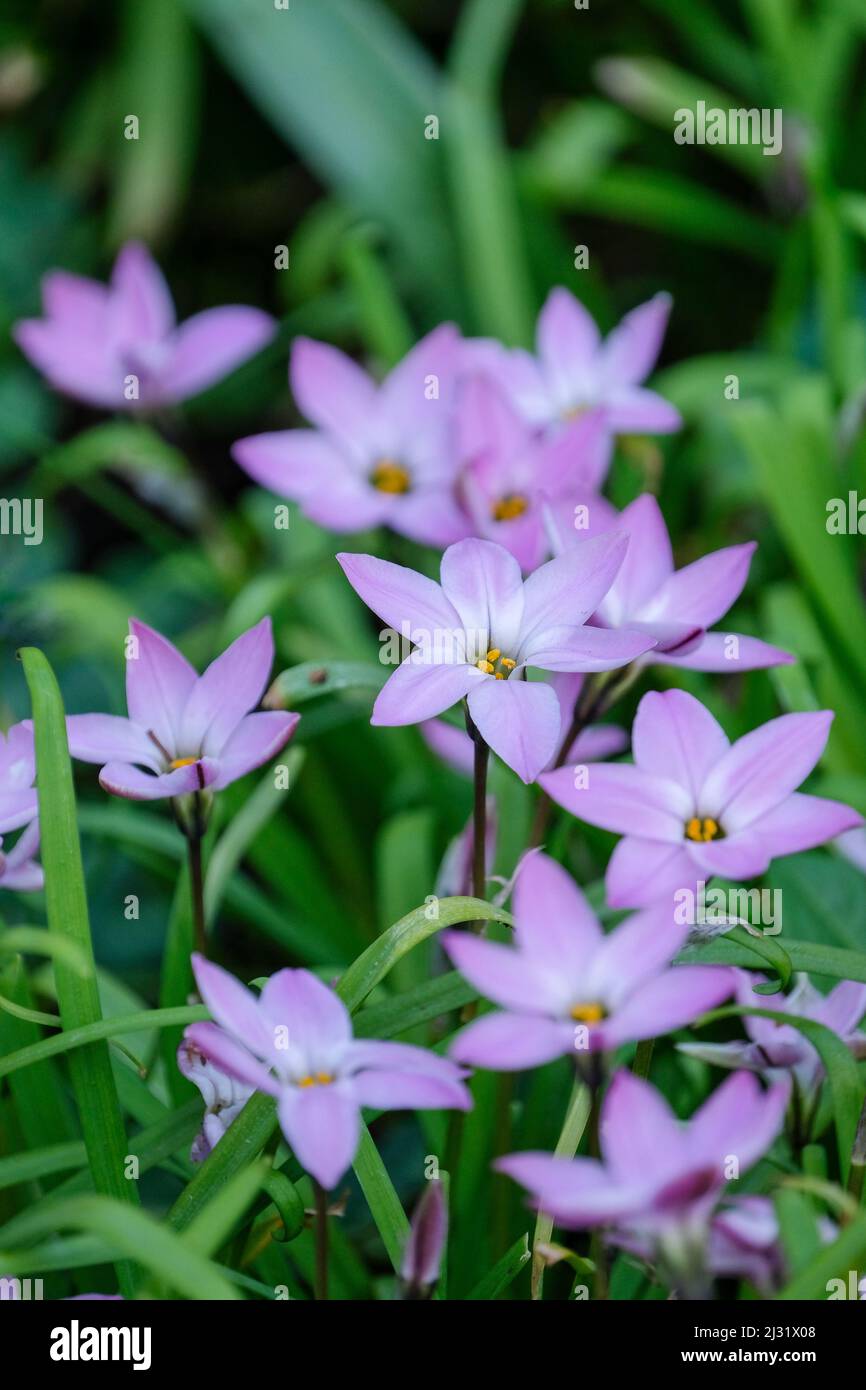 Springstar or Spring Starflower, Ipheion ‘Charlotte Bishop’, Ipheion uniflorum ‘Charlotte Bishop’. Mauve flowers in early Spring Stock Photo