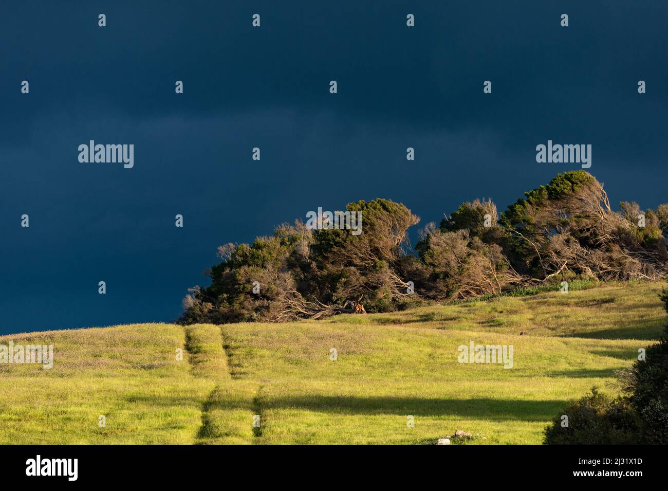 Shrubs and trees with dark clouds in the background, Tasmania, Australia Stock Photo