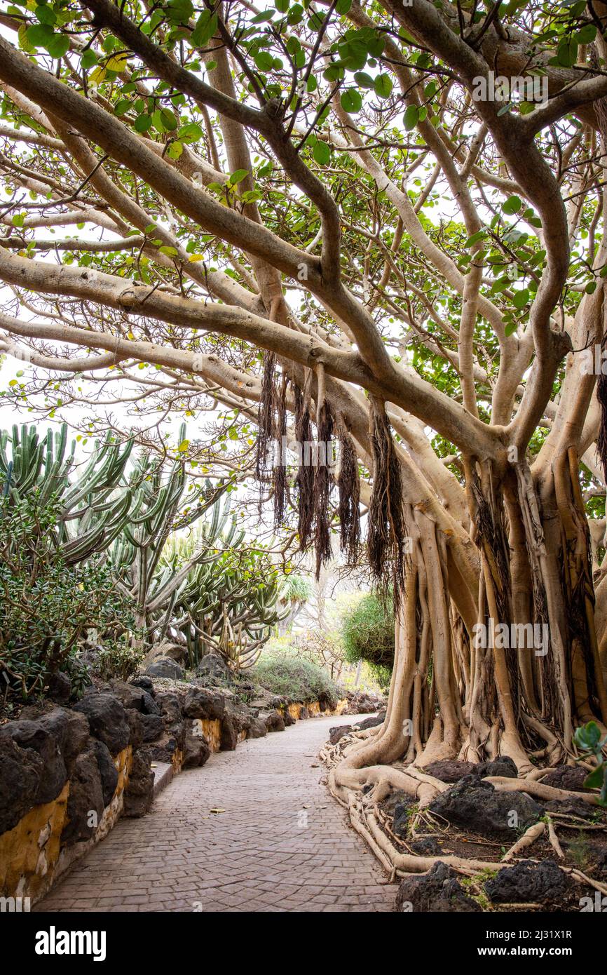 Jardin Canario Viera y Clavijo, Botanical Garden, Tafira, Las Palmas, Gran  Canaria, Canary Islands, Spain Stock Photo - Alamy
