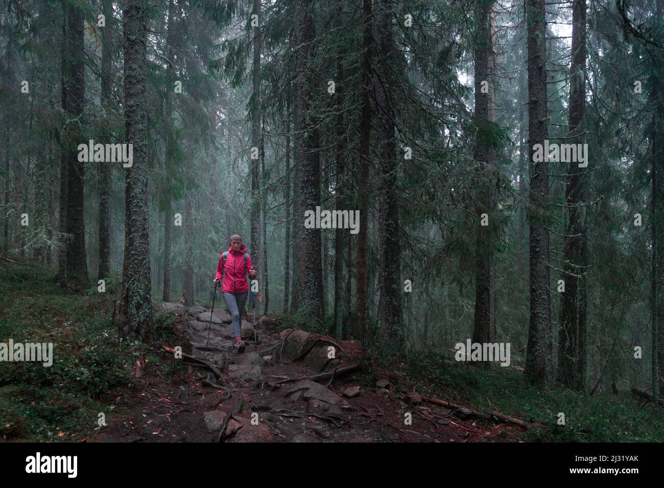 Woman hikes through misty, mossy coniferous forest of Skuleskogen National Park in eastern Sweden Stock Photo