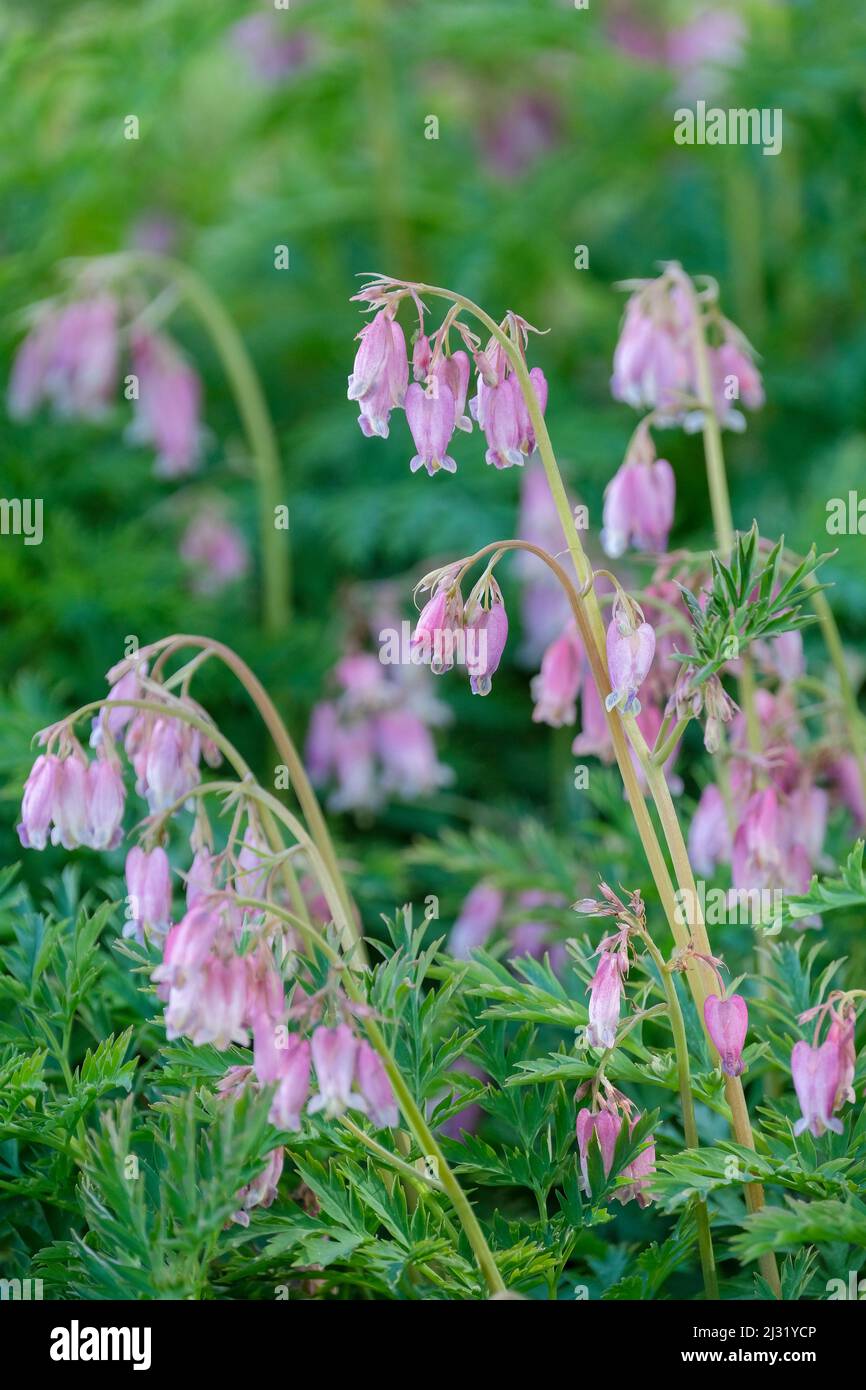 Dicentra 'Stuart Boothman', bleeding heart 'Stuart Boothman'. Pale, lilac flowers Stock Photo