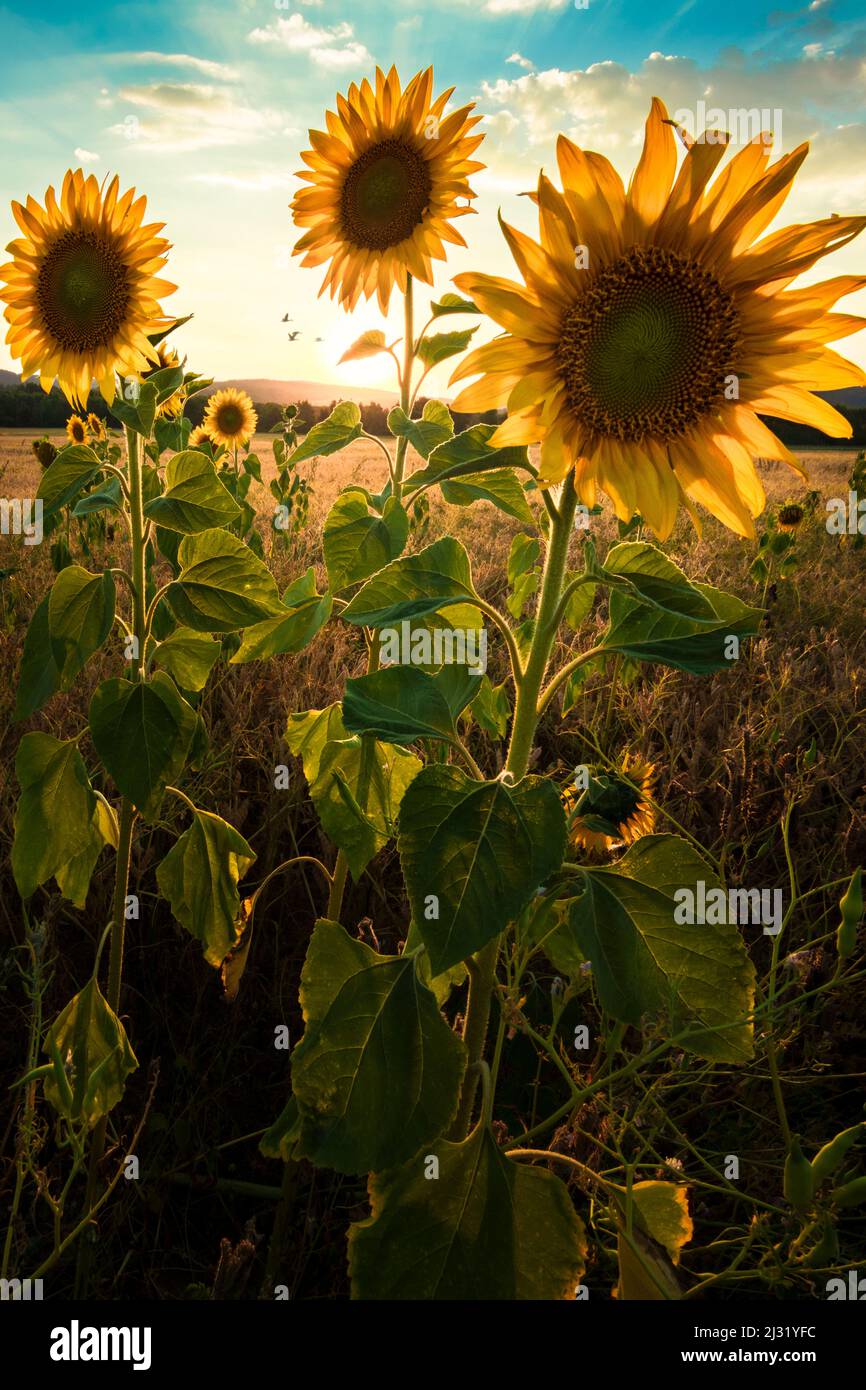 Sunflower fields near Dankmarshausen in Thuringia, Germany Stock Photo