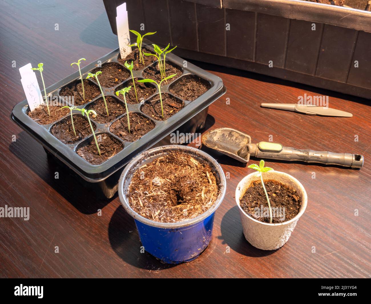 Pricking out young plants for the garden Stock Photo
