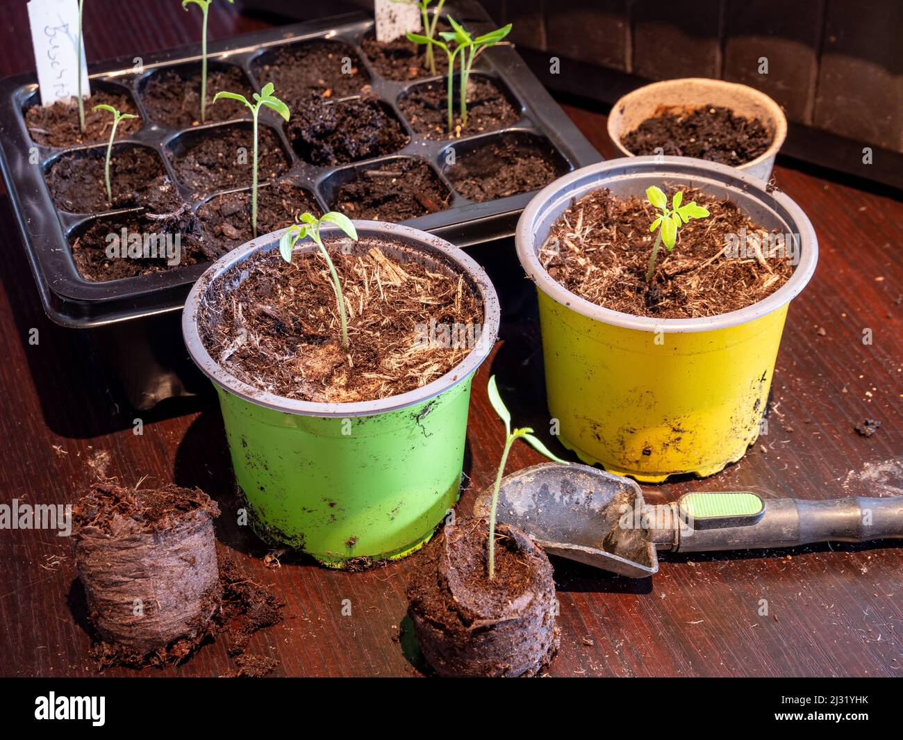 Young plants are repotted in spring Stock Photo