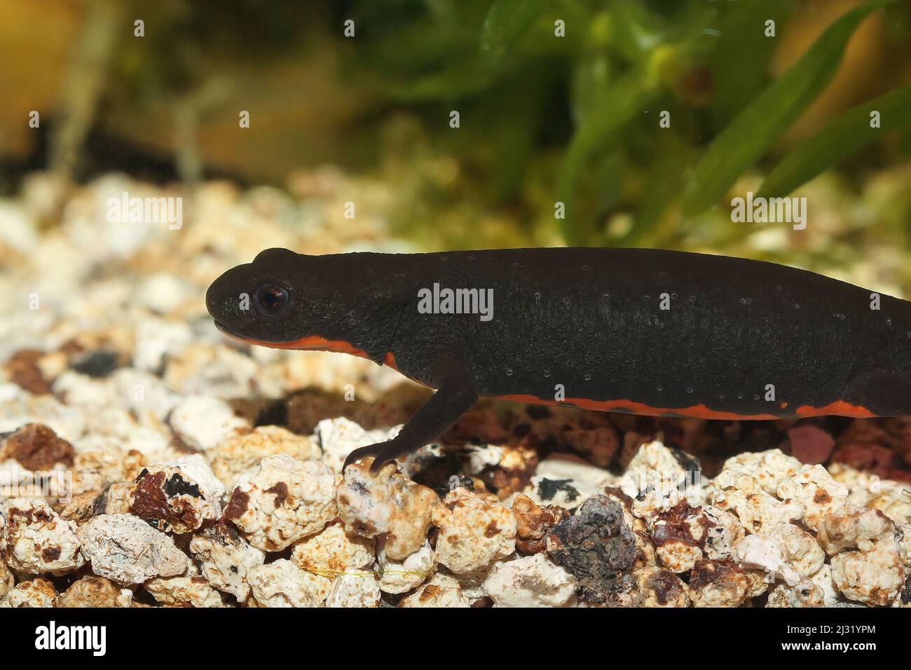 Closeup on an aquatic adult female Chinese fire-bellied newt, Cynops orientalis , underwater on gravel endemic to China Stock Photo