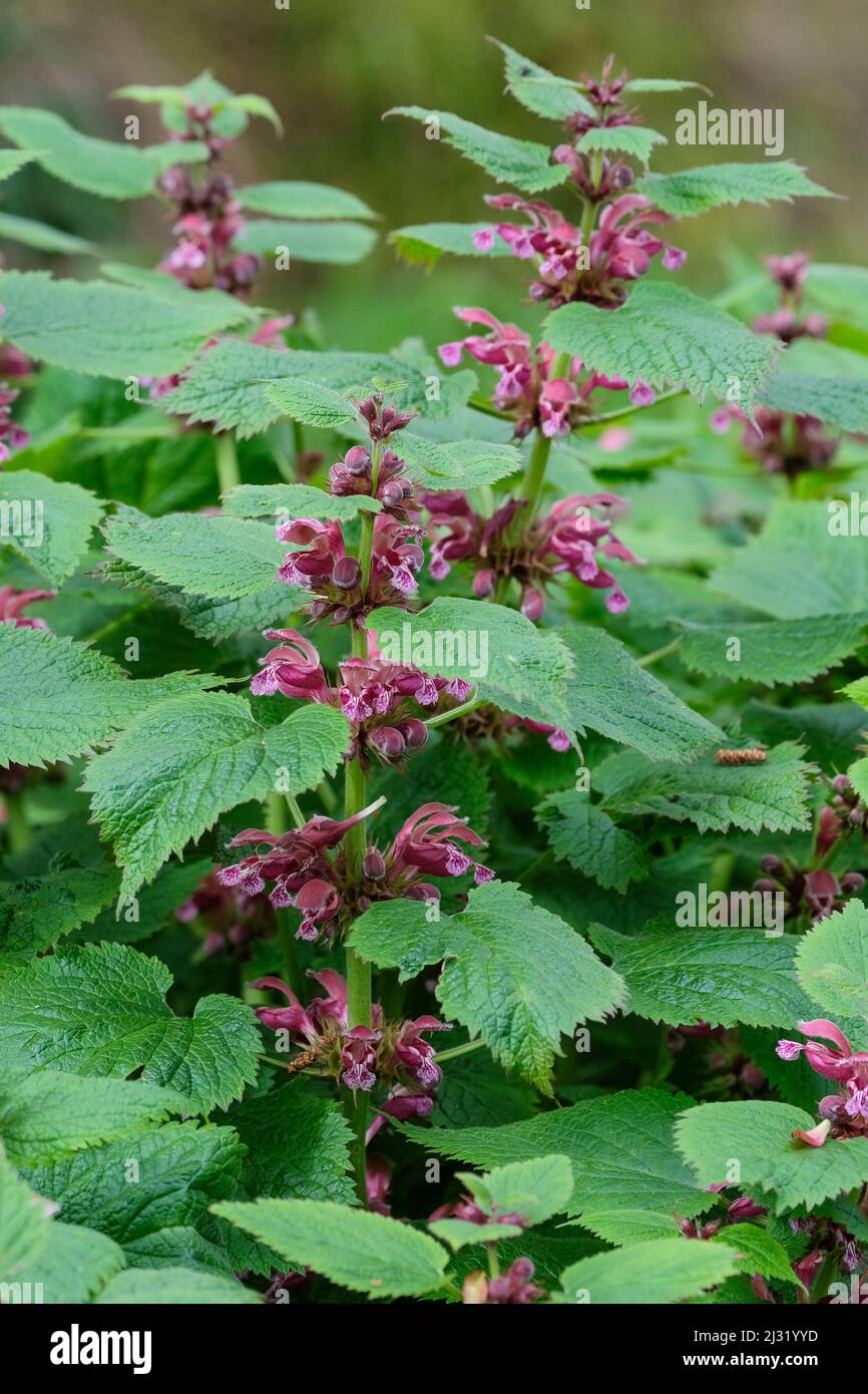 Lamium orvala. Giant dead nettle, balm-leaved archangel, balm-leaved red dead nettle Stock Photo