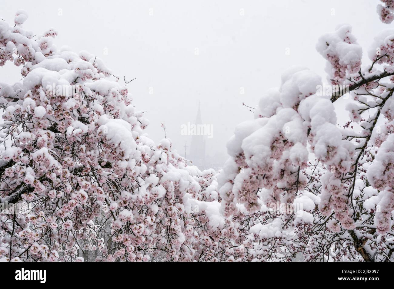 Berner Münster framed by cherry flowers in snow Stock Photo - Alamy