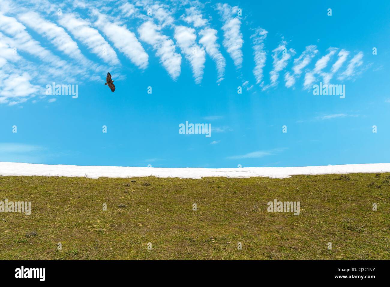 Soaring eagle over a meadow in the highlands Stock Photo