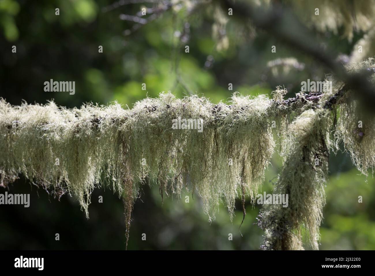 Bartflechte, Bartflechten, BartFlechte, Usnea spec., Old Man